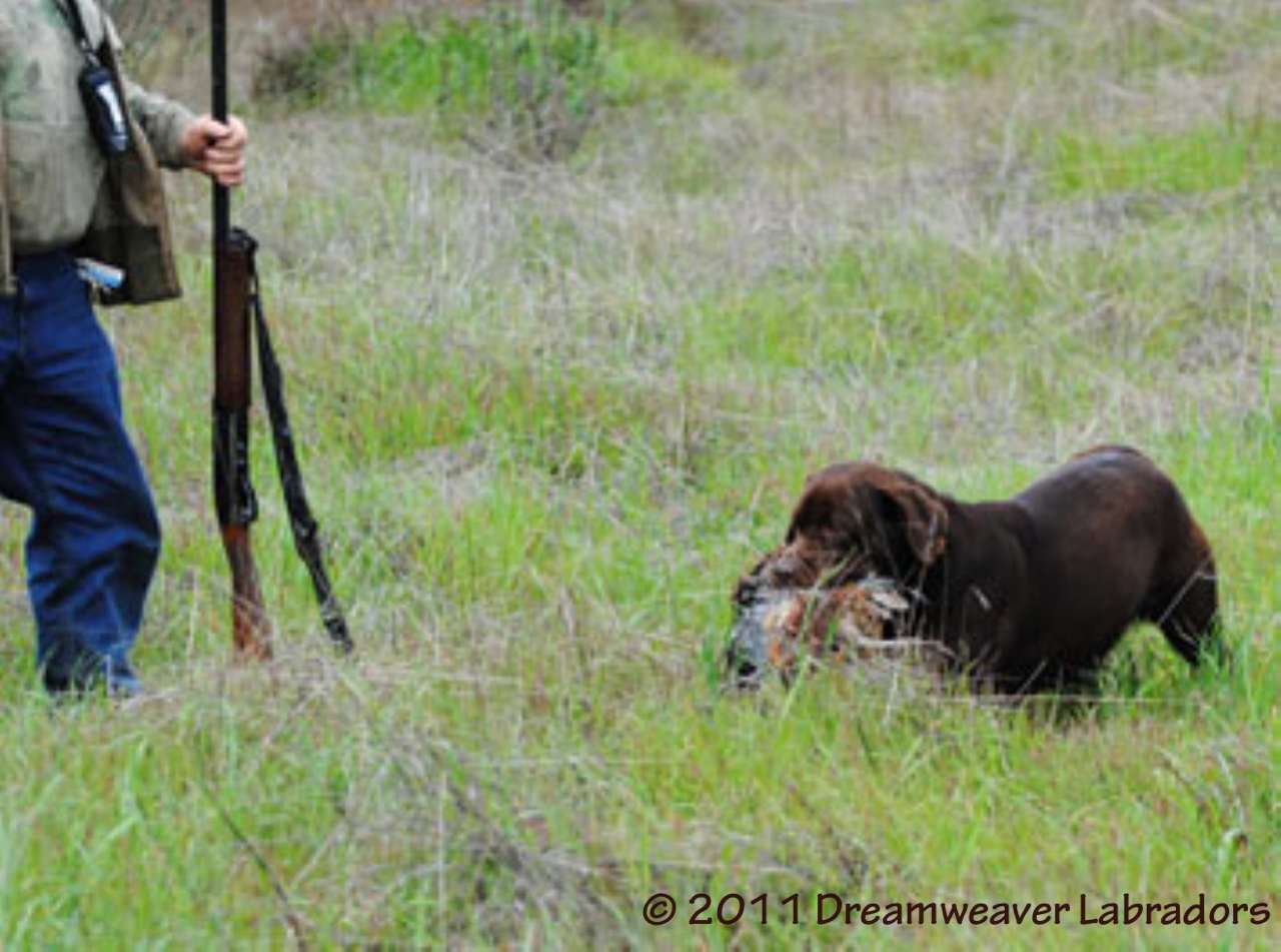 Hunting Dog